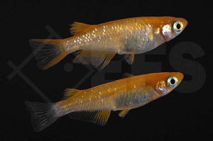 Yokihi Medaka "orange" (Oryzias latipes)