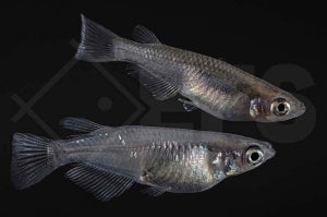 Medaka "sparkled grey" (Oryzias latipes)