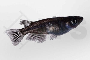 Medaka "black" (Oryzias latipes)