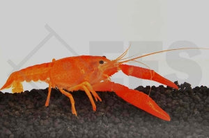 Zierhummer "rot" (Procambarus clarkii)