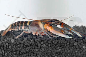 Zebra Zierhummer (Cherax peknyi)
