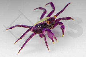 Vampirkrabbe (Geosesarma bicolor)