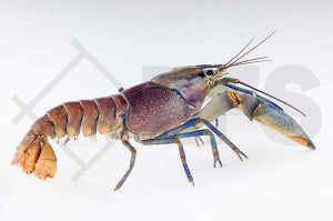 Krebs "HOA CREEK" (Cherax warsamonicus)