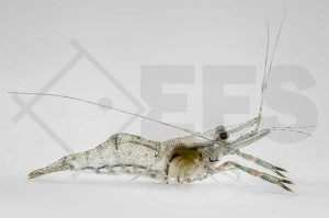 Ringelhandgarnele "rot" (Macrobrachium spec.)