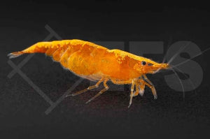 Orange Mandaringarnele (Caridina thambipillai)