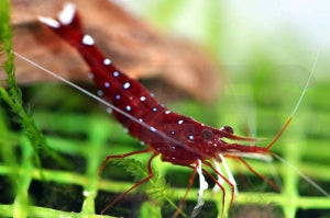 Kardinalsgarnele (Caridina dennerli)