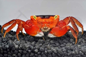 Rote Chamäleonkrabbe (Metasesarma aubryi)