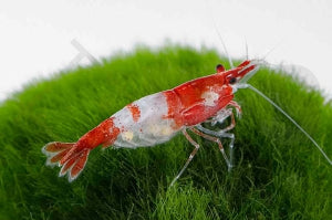 Rili Garnele "rot" (Neocaridina davidi)