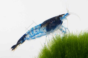 Rili Garnele "carbon" (Neocaridina davidi)
