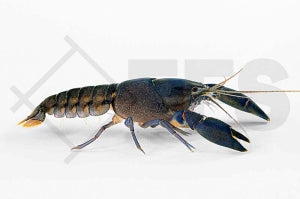 Black Scorpion "Variante blau" Cherax spec. blue moon black body)