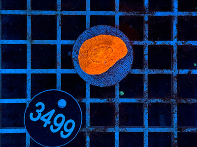 Acanthastrea bowerbanki 0358 WYSIWYG