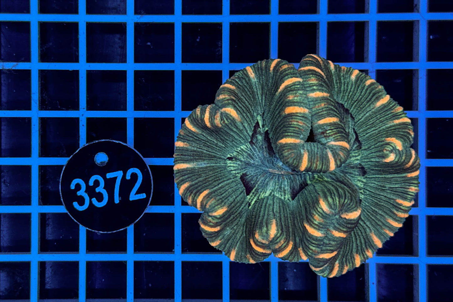 Trachyphyllia geoffroyi 0318 WYSIWYG