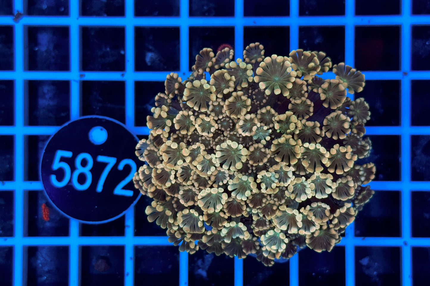 Goniopora 2431 WYSIWYG