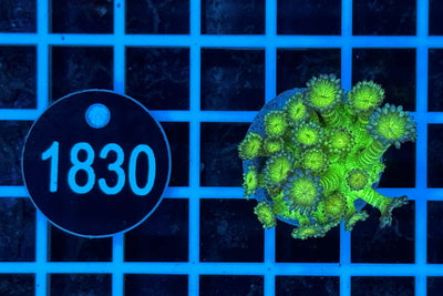 Goniopora sp. 7541 WYSIWYG