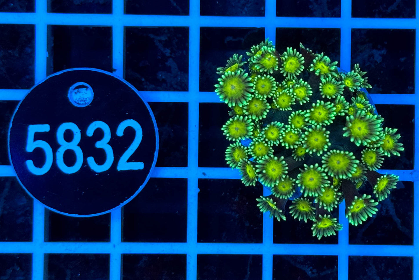 7541 Goniopora sp. WYSIWYG