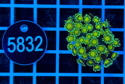 7541 Goniopora sp. WYSIWYG