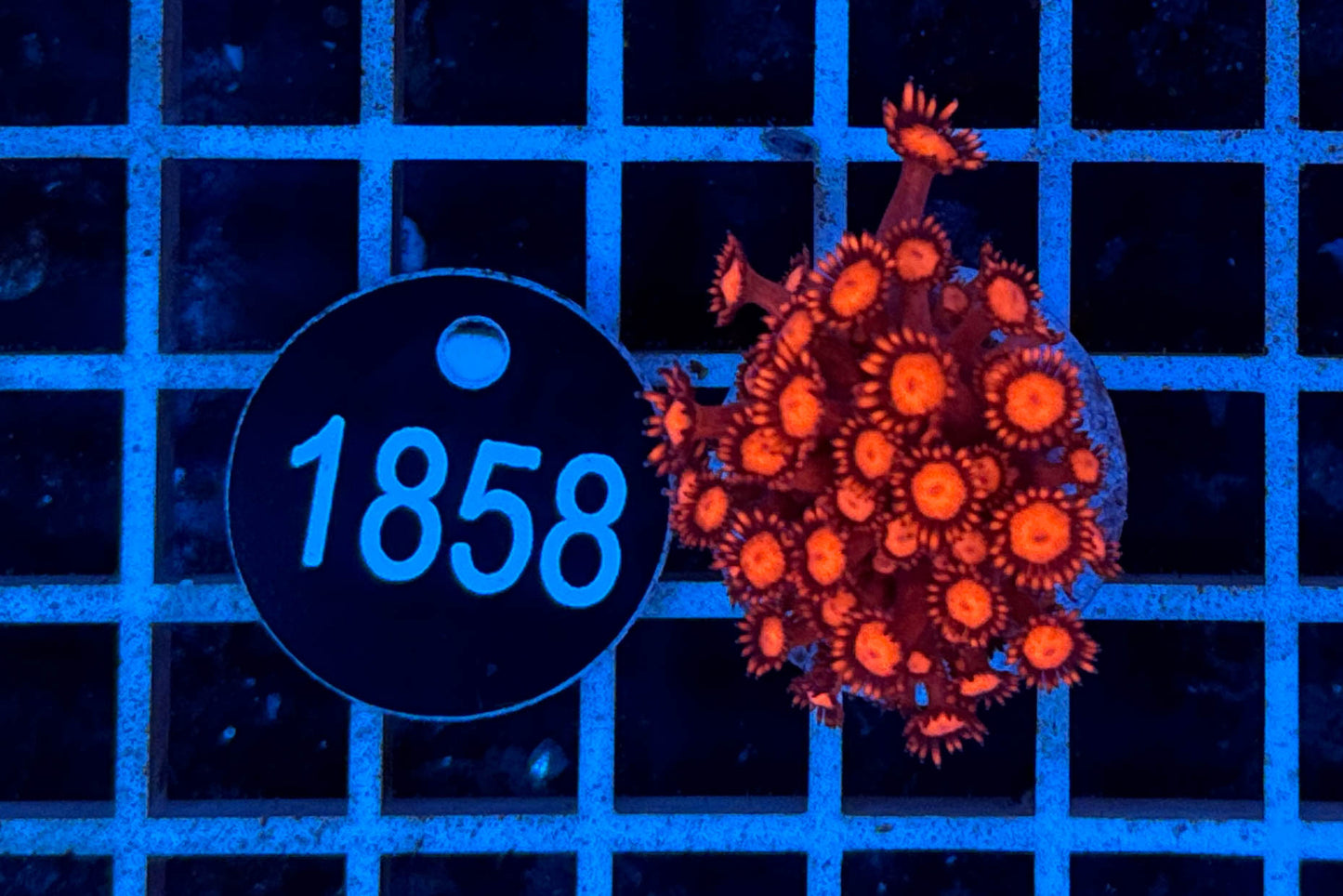 Goniopora 7570 WYSIWYG