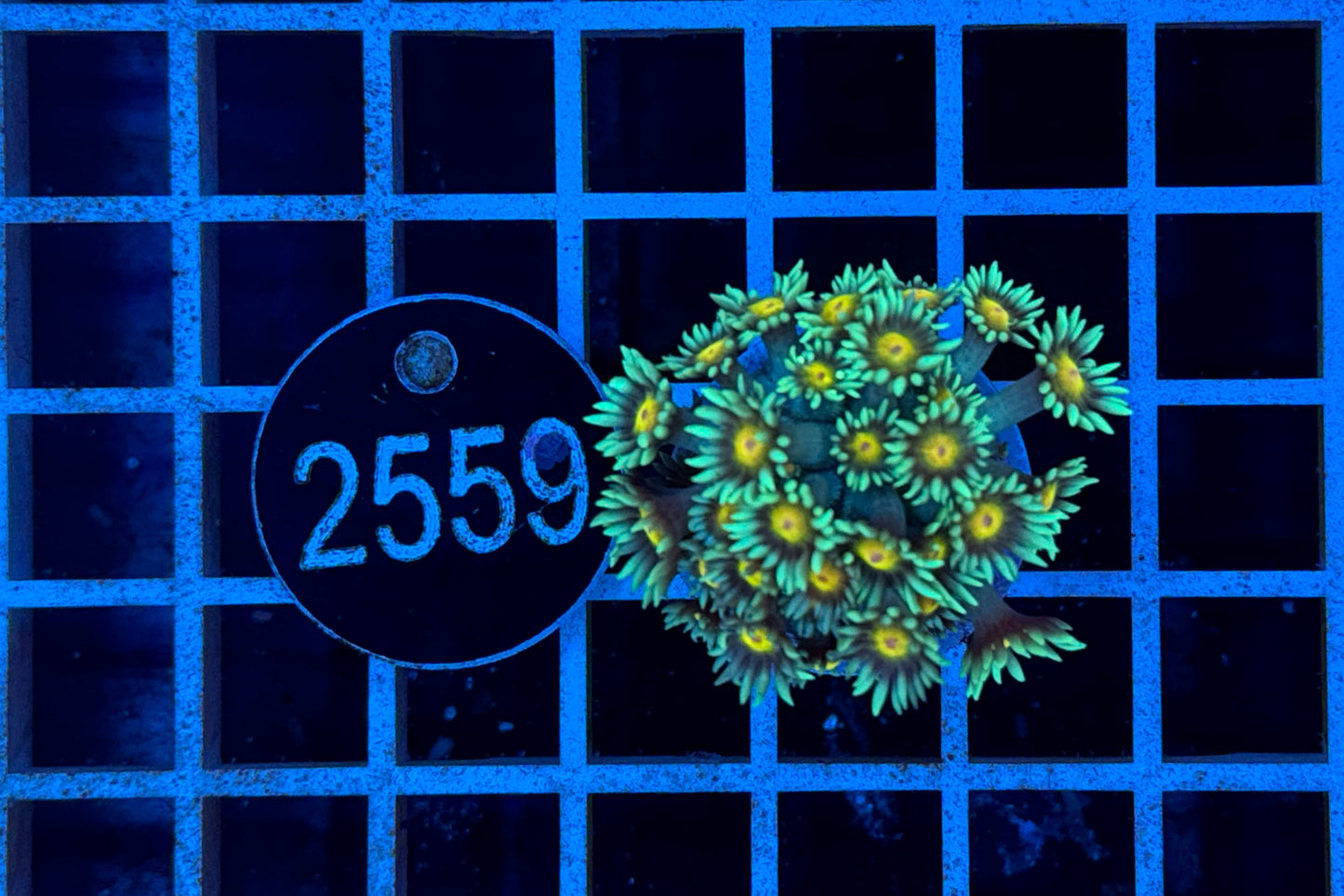 Goniopora 2406 WYSIWYG