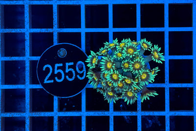 Goniopora 2406 WYSIWYG