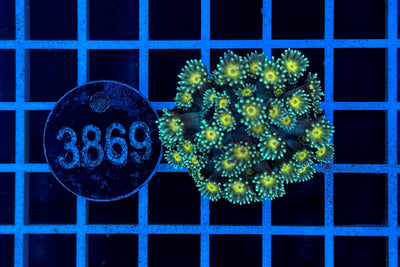 Goniopora sp. 2495
