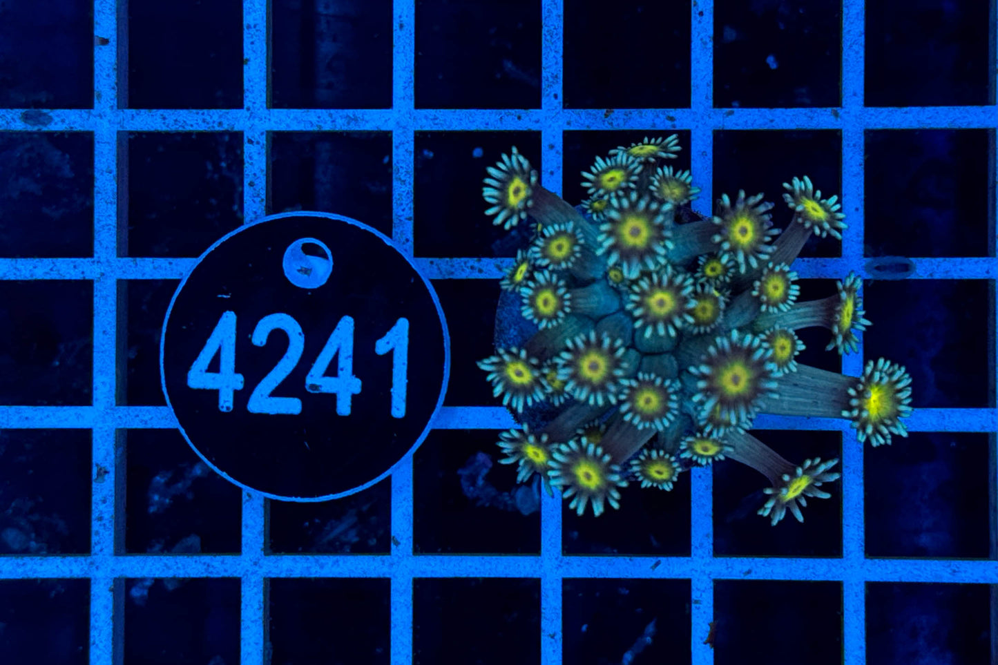 Goniopora 2418 WYSIWYG