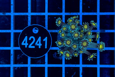 Goniopora 2418 WYSIWYG