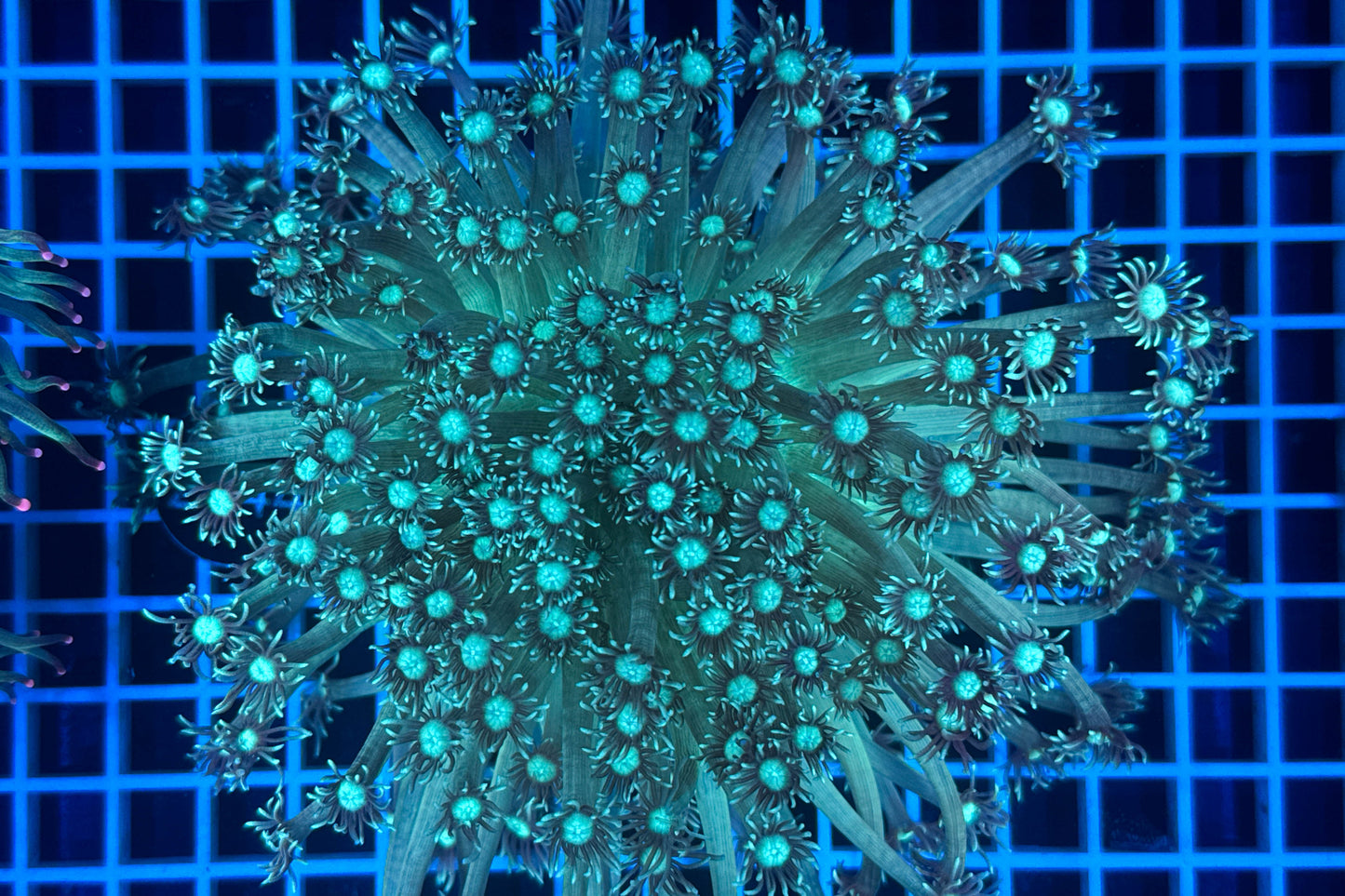 Goniopora 2467 WYSIWYG