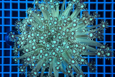 Goniopora 2451 WYSIWYG