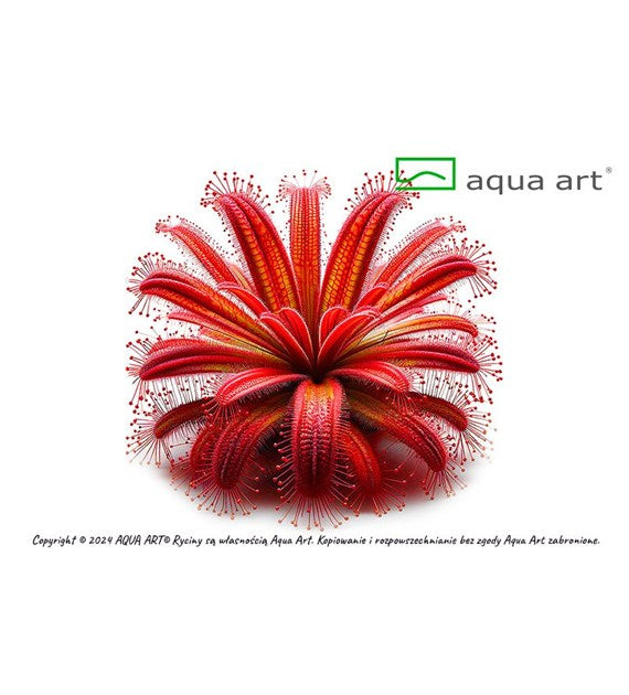 Drosera nidiformis x natalensis