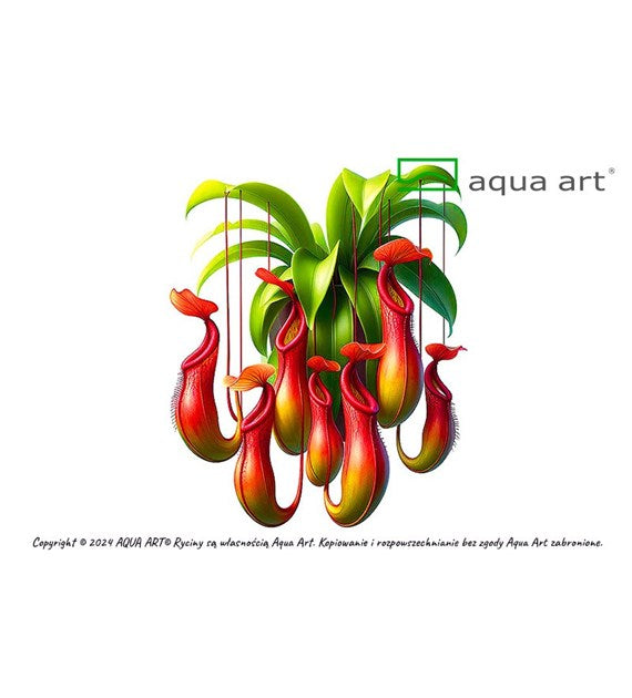 Nepenthes macfarlanei