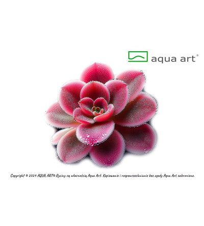 Pinguicula 'Florian'