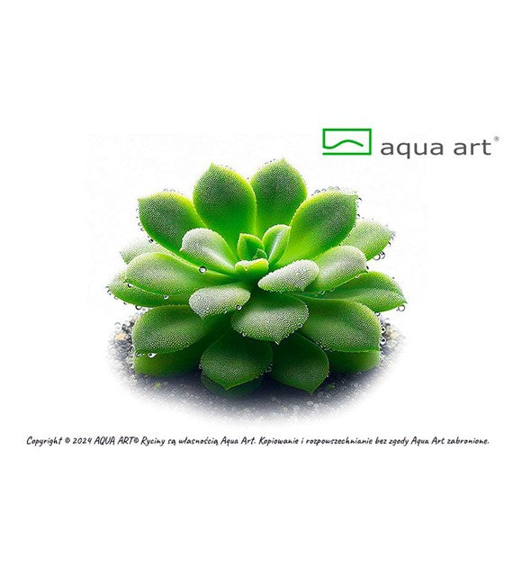 Pinguicula 'Moranensis carow'