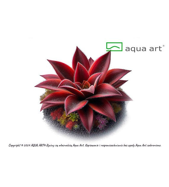 Pinguicula 'Roter Seestern'