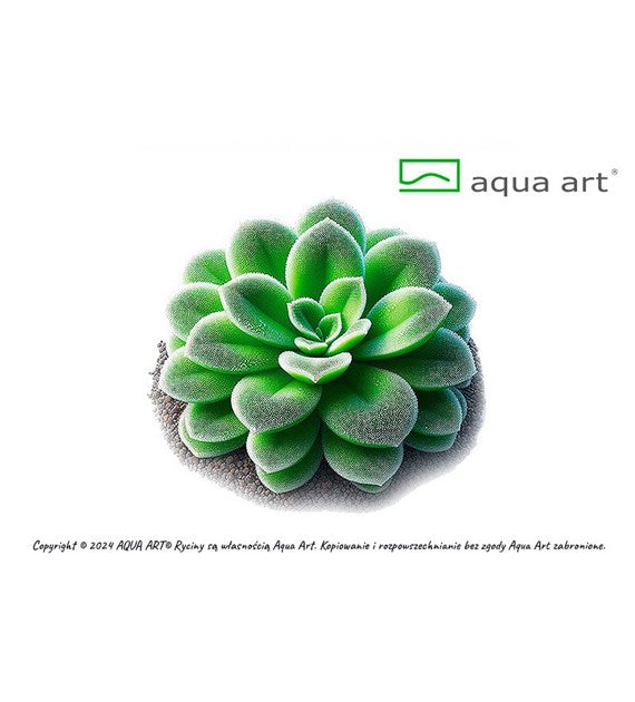 Pinguicula 'Tina'