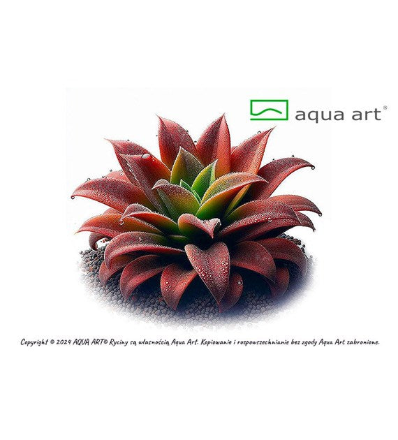 Pinguicula Roter Hybride