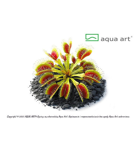 Dionaea muscipula 'Rot Grün'