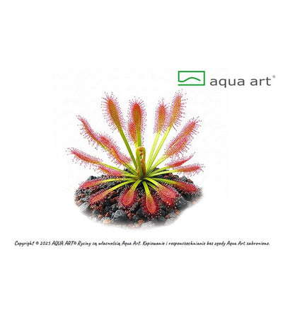 Drosera stolonifera subsp rupicola