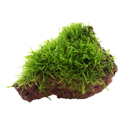 Taxiphyllum barbieri 'Bogor Moss' auf Lavastein