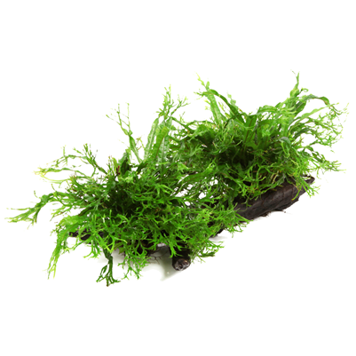 Microsorum pteropus 'Windeløv' auf Wurzel - XL