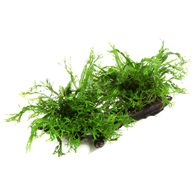 Microsorum pteropus 'Windeløv' auf Wurzel - XL