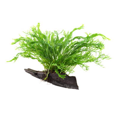 Microsorum pteropus 'Windeløv' auf Wurzel