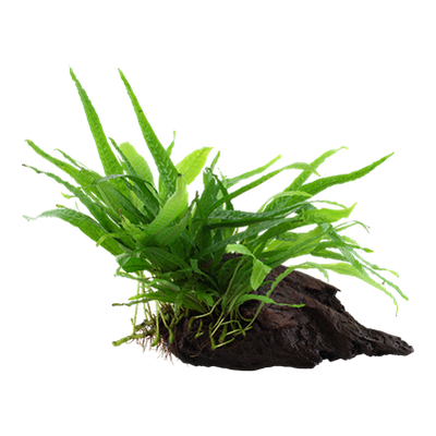 Microsorum pteropus 'Narrow' auf Wurzel