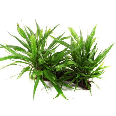 Microsorum pteropus auf Wurzel - XL