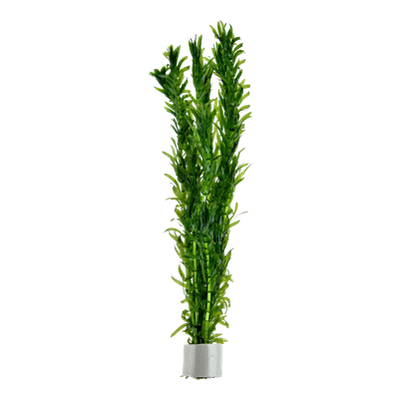 Egeria densa Bund