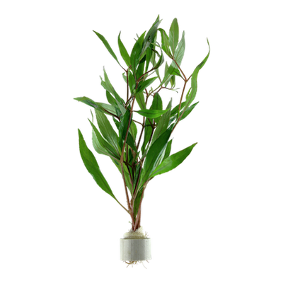 Hygrophila corymbosa Bund
