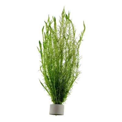 Mayaca fluviatilis Bund