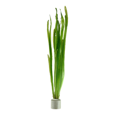 Vallisneria americana 'Natans' Bund