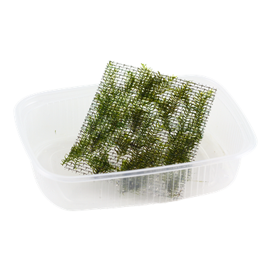Fissidens fontanus