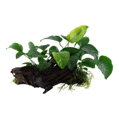 Anubias barteri sp. auf Wurzel - XL