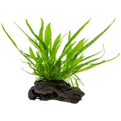 Microsorum pteropus nano wood auf Wurzel